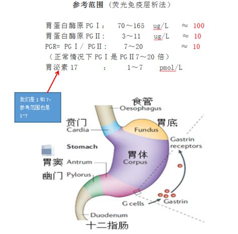 胃功能|馬偕紀念醫院 衛教單張：胃的基本介紹